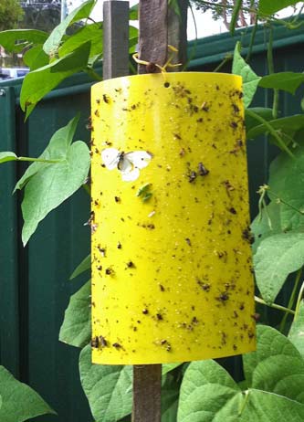 Yellow sticky fly trap