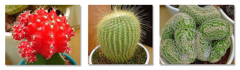 Three examples of everyday cactus