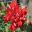 Dianthus caryophyllus - Red carnation