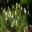 Watsonia wordsworthiana syn. Watsonia borbonica - a white variant