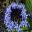 Scilla peruviana - Peruvian Lily