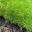 Scleranthus uniflorus - Knawel Cushion