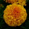 Tagetes erecta - marigold