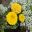 Tagetes erecta - the garden favourite Marigold.