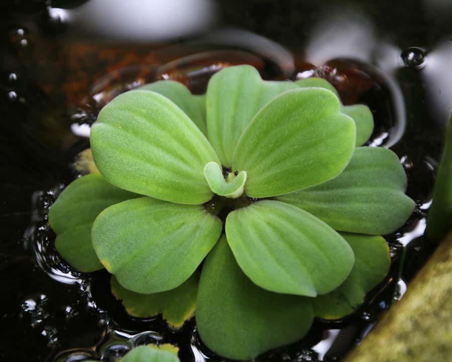 pistia stratiotes gardensonline plant lettuce water