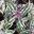 Salvia officinalis Tricolour