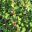 Portulacaria afra - Dwarf Jade Plant