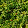 Mesembryanthemum cordifolium, good ground cover