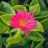 Mesembryanthemum cordifolium 