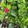 Mesembryanthemum cordifolium - Baby Sunrose