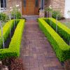 Buxus sempervirens - neat formal hedge