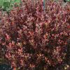 Coprosma repens 'Pacific Sunset'