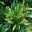 Codiaeum variegatum - unnamed hybrid