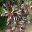 Codiaeum variegatum Red Spot