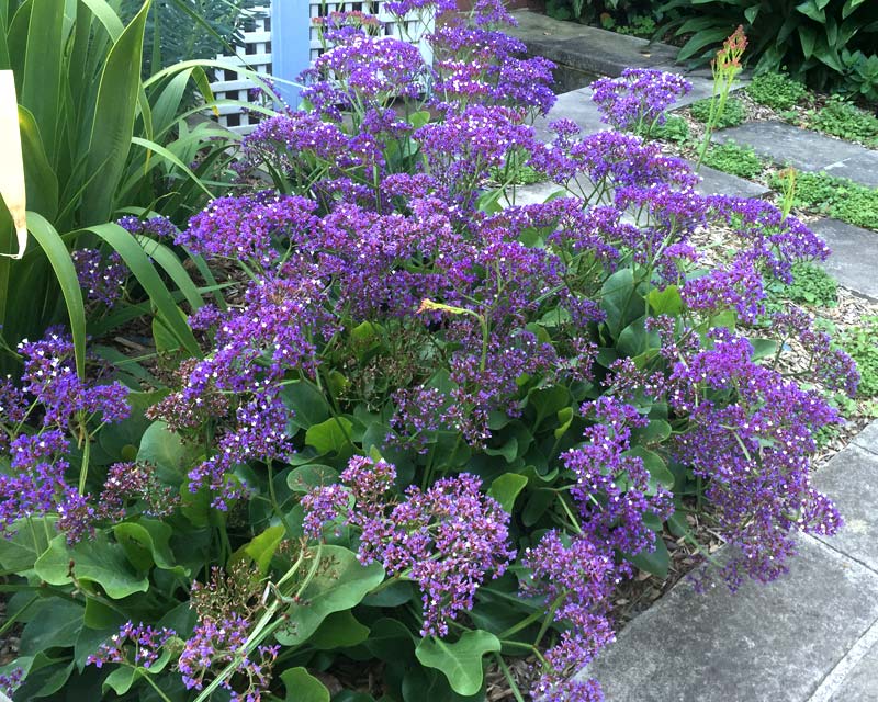 limonium perezii sea lavender statice plant blue gardensonline 140mm flowers au choose board