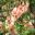 Chaenomeles speciosa Moerloosei, flowering quince