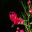 Grevillea Rosmarinifolia Scarlet Sprite