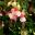 Fuchsia x trailing hybrid Claudia