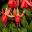 Fuchsia trailing hybrid - Dancing Flame (a frost tender variety)