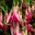 A frost hardy trailing hybrid Fuchsia - Wilson's Sugar Pink