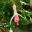 Fuchsia x hybrida