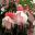 Fuchsia x hybrida has salmon pink and white flowers