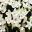 Bouvardia- scented creamy white flowers