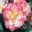 Begonia Tuberhybrida Group - Bali Hi, seen at RHS Wisely Glasshouse