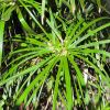 Cyperus involucratus - Umbrella Grass