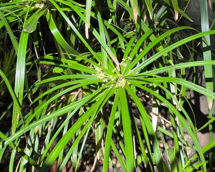 Cyperus involucratus - Umbrella Grass