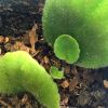 African violets are very easy to propagate new plant growing from leaf of mature plant