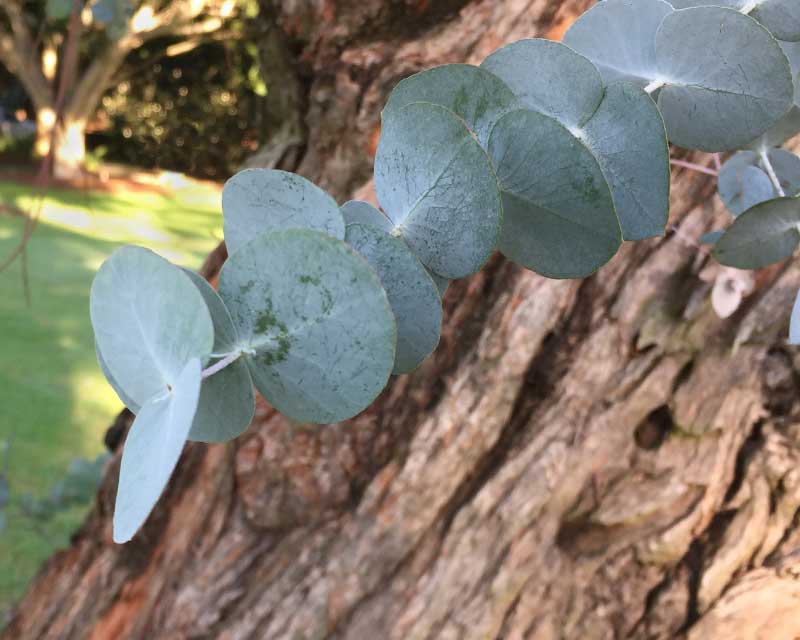 GardensOnline: Eucalyptus cinerea