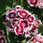 Dianthus barbatus 