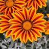 Gazania hybrid, bright enough to warm your hands on.