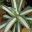 Agave americana, variegated form - 'Mediopicta Alba'