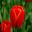 Tulipa 'Worlds Favourite'