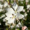 Gaura lindheimeri - white flowers