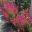 Gaura lindheimera - deep pink variety - wonderful display in spring and summer