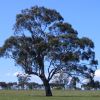 Eucalyptus leucoxylon 