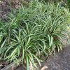 Chlorophytum Comosum - main plants send out lots of runners and new plants