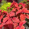 Coleus scutellarioides  - brilliant brick red leaves with a narrow pale green margin