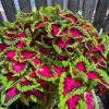 Coleus scutellarioides - ovate leaves pink maroon and green