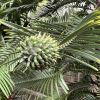 Araucaria - heterophylla, Norfolk Island Pine