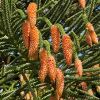 Araucaria heterophylla, male pollen cones on a Norfolk Island Pine