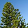 Araucaria heterophylla.  Norfolk Island Pine