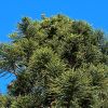 Araucaria heterophylla, Norfolk Island Pine