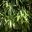 Backhousia citriodora - Sweet Verbena Tree