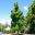 Backhousia citriodora - Sweet Verbena Tree in Sydney Botanic Gardens