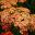 Achillea millefolium Salmon Beauty