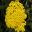 Achillea millefolium Yellowstone